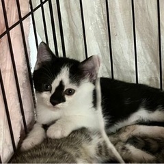 一時募集停止。可愛いです！おもしろ模様のコアラちゃん♪女の子2ヶ月 - 明石市