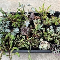 多肉植物🪴 好きなの3つ✨️早い者勝ちです✨️
