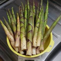 ニセコ産❗天然物タケノコ‼️事前予約第２弾‼️