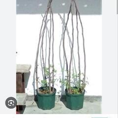 1.8m前後の木の枝を数本譲って下さい♪八王子近辺の方でお願い致...