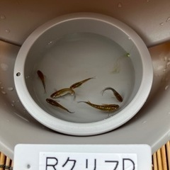 メダカ