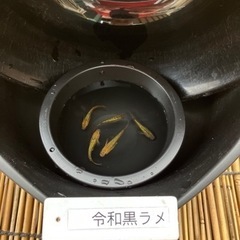 メダカ