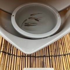 メダカ