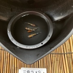 メダカ