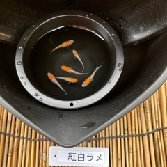メダカ