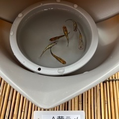 メダカ