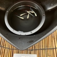 メダカ