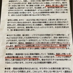 フランス原産イチジク大苗鉢植えの画像