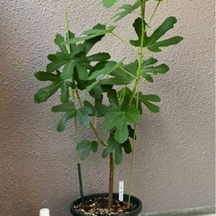 フランス原産イチジク大苗鉢植え