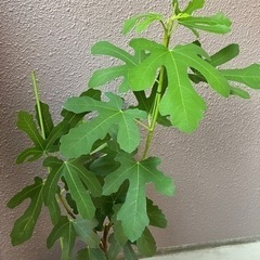 フランス原産イチジク大苗鉢植えの画像