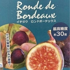 フランス原産イチジク大苗鉢植えの画像