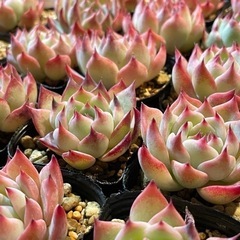 イズミヤカナート西神戸店　夏休みマルシェ出店者様募集中‼️ - フリーマーケット