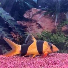 熱帯魚 クラウンローチの画像