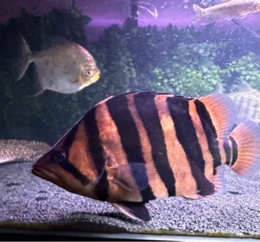熱帯魚ダトニオ パーフェクトバンド腹巻