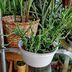 ランキングキーワードに紐づく投稿画像-多肉植物