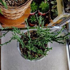 【多肉植物】スミクロスティグマ属『桜竜 』(SKR-SA1000)の画像