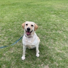 人が大好きでも、、犬が苦手