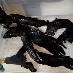 個流木等熱帯魚用品