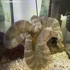【決まりました】イボハタゴイソギンチャク