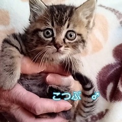 キジトラのこつぶちゃん