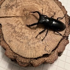 フォルスターフタマタキヨタミペア♂55mmの画像