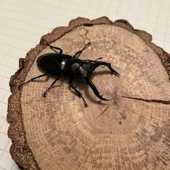 フォルスターフタマタキヨタミペア♂55mmの画像