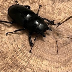 フォルスターフタマタキヨタミペア♂55mmの画像