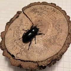 フォルスターフタマタキヨタミペア♂55mmの画像