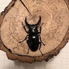 フォルスターフタマタキヨタミペア♂55mm