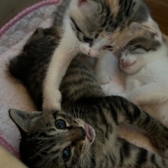 2ヶ月の子猫　キジトラ