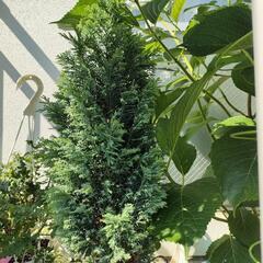 受渡し予定者決定★コニファー(針葉樹)鉢植え60センチ