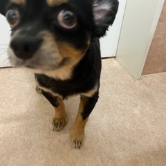 人懐こいチワワくん - 犬
