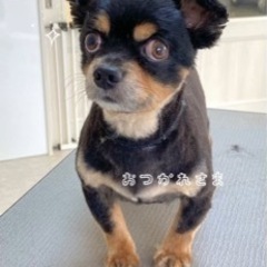 人懐こいチワワくん