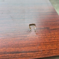 家具 収納家具 キャビネット 書庫のようなものの画像