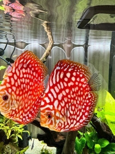 ディスカスペア