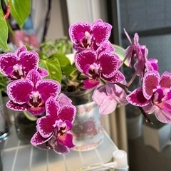 西洋ラン　胡蝶蘭　花　観葉植物