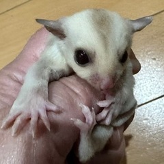 フクロモモンガ クリミノベビー  メス
