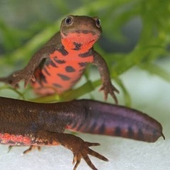 アカハライモリの画像