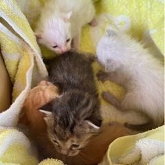 可愛い子猫　4匹兄妹　大切に育ててくれる方募集
