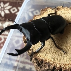 決まりました。国産オオクワガタ　能勢SR血統　♂82.4㎜♀54.3㎜