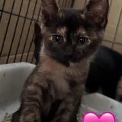 小さな子猫♡生後2ヶ月♡メス♡陰性 - 猫