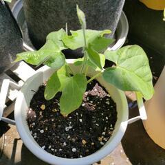 ★値下げ★朝顔の苗