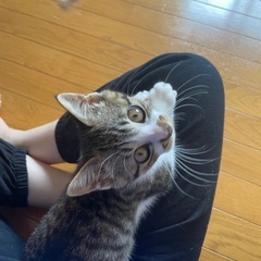 甘えん坊ちょび髭顔の子猫です！