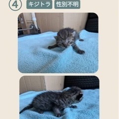 野良猫の里親募集