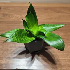 　観葉植物　サンスベリア