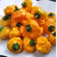 
激辛唐辛子苗