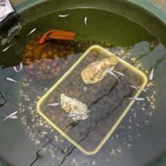 白メダカ　親魚