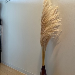 ドライフラワー　パンパグラス　の画像