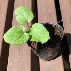 オクラ オクラの苗 植物苗 ①