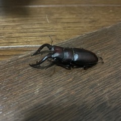 クワガタとカブトムシ
